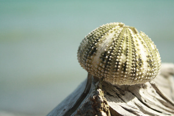 Round Seashell Beach Close Up Stock Photography