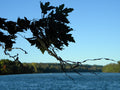 Leaves in the Breeze on the Lake Stock Photography
