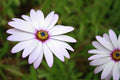 Light Purple Flower Close Up Stock Photography