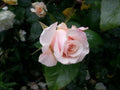 Soft Pink Rose Close Up Nature Stock Photography